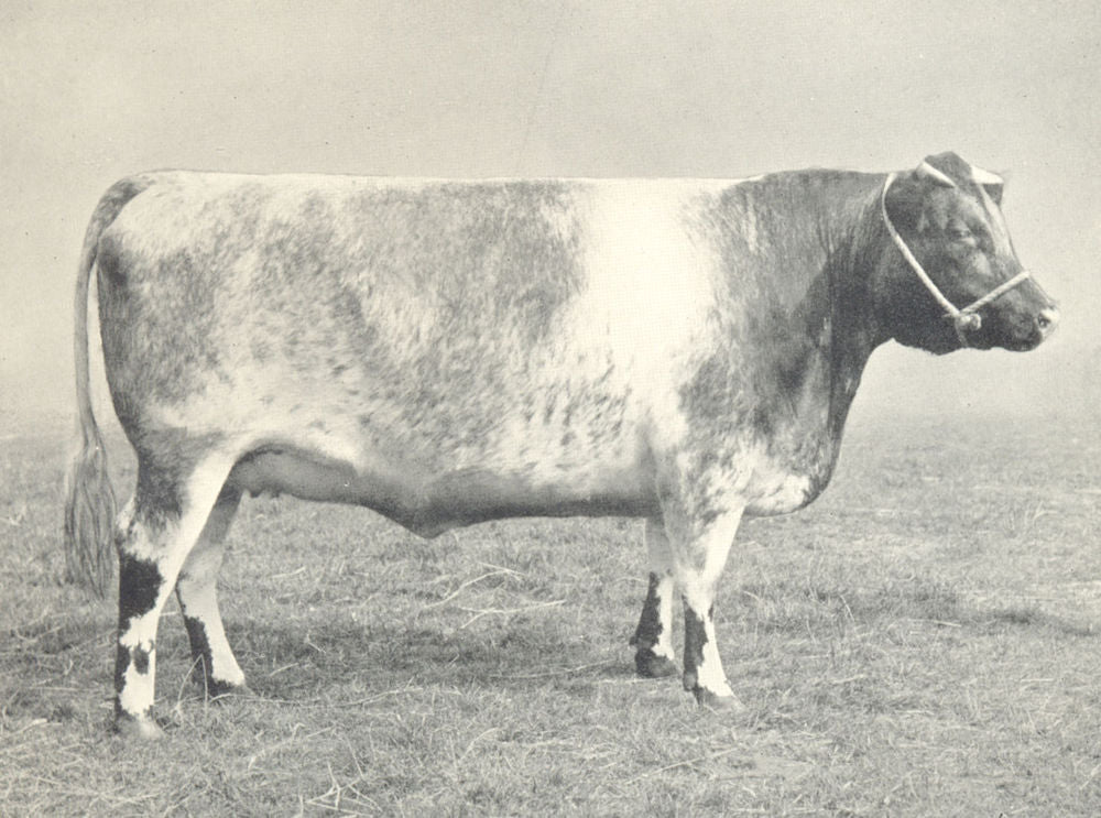 CATTLE. Shorthorn Heifer Sherborne Fairy